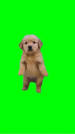 Dog brazilian dance