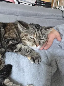 mon chat 