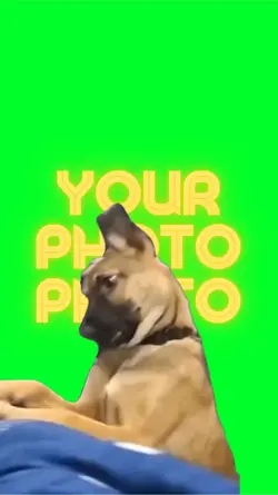 DOG MEME VIRAL