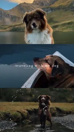 My Dog’s Adventure