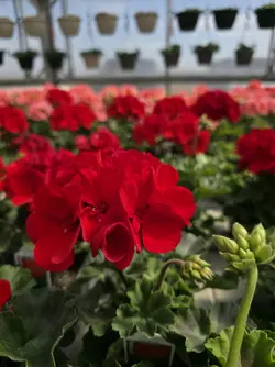 Colors of Spring