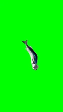 Spinning fish