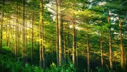 nature