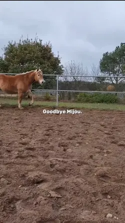 goodbye mijou
