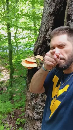 chicken of the woods