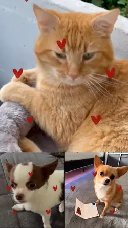 Cutepets