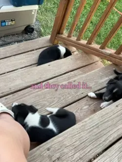 Puppy
