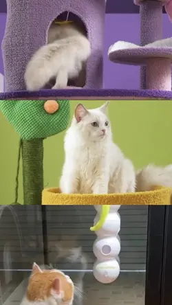 Pet Supplies