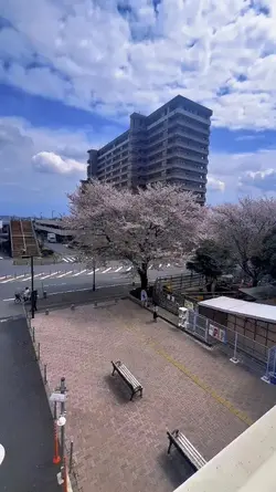 Japan 🌸
