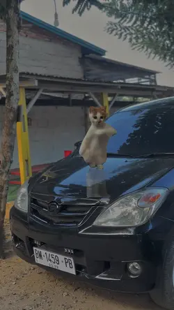 Kucing joged