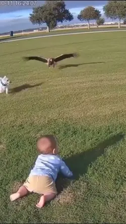 Diselamatkan anjing