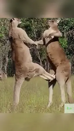 Kangaroo 