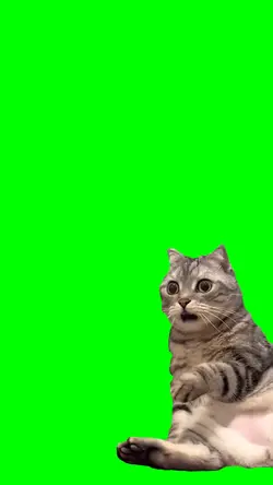 kucing kaget