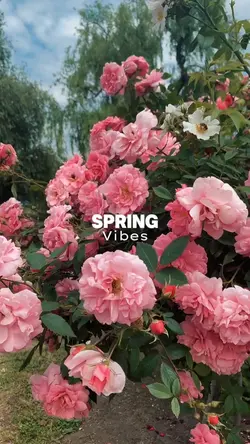 spring vibes