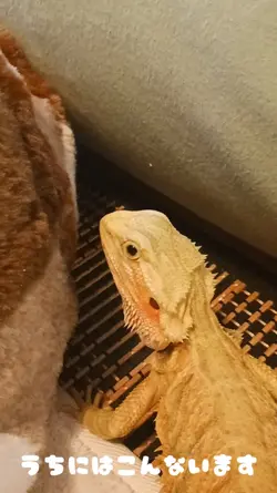 ペットにどうぞ