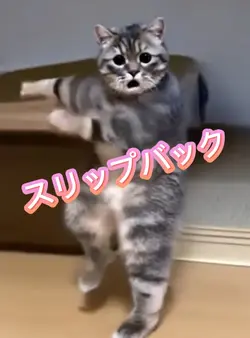 スリップバック