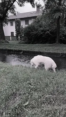 Slowmo
