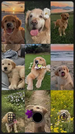 I love pets