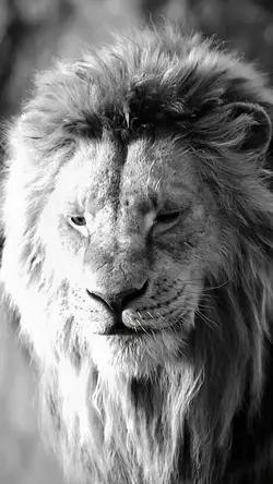 The lion king 