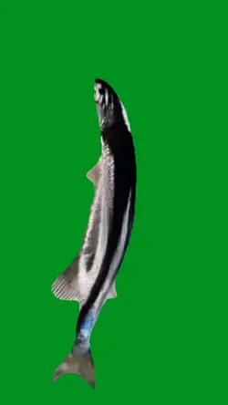 spinning fish