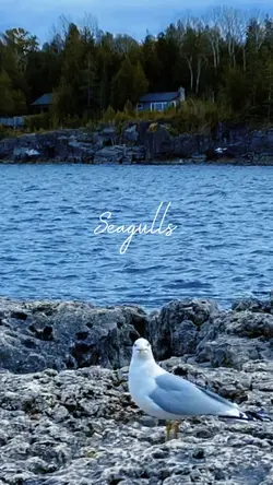 Seagulls