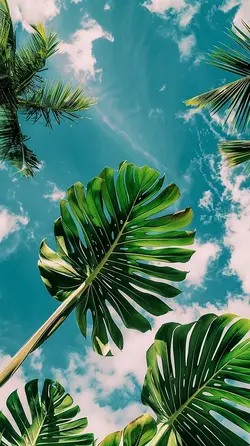 FILTER HD
