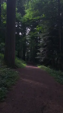 forêt majestueuse 