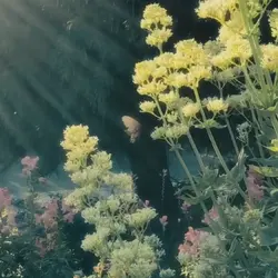 dreamy filter 