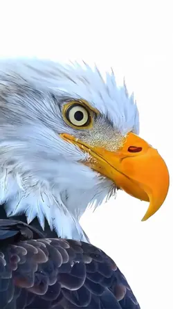 Eagle 