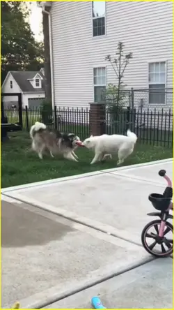 funny dog