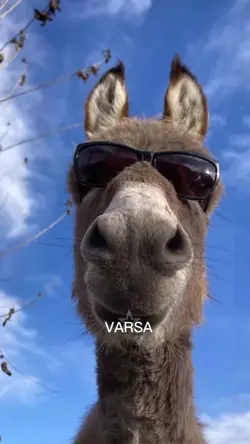 yeni şablonn