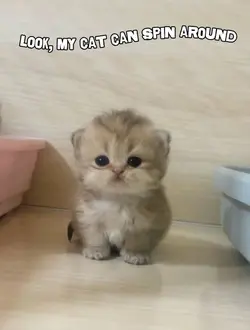 Spin Cat AI 