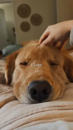 I Love Dog 