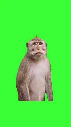 Dancing monkey