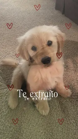 te extraño mascota 