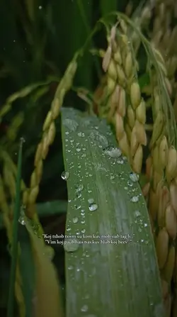 mẫu hmooob 
