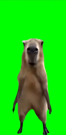 Dancing capybara