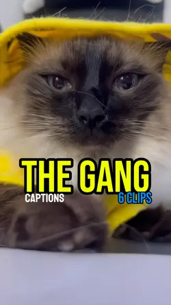 The gang 🐈🐈‍⬛😸😺😾