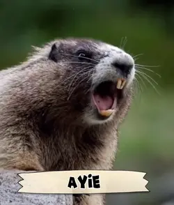 AYIE