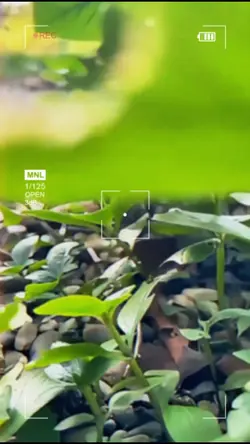 Garden Story
