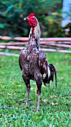 story ayam