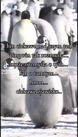 ciekaw