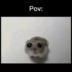 sad hamster pov