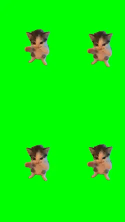 4 Kucing Kicau Mania
