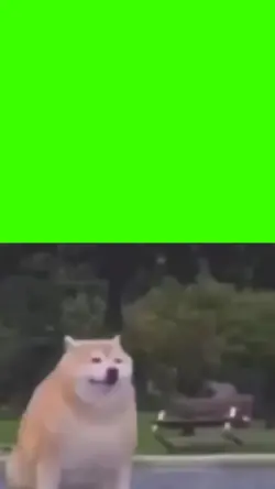 disappear meme