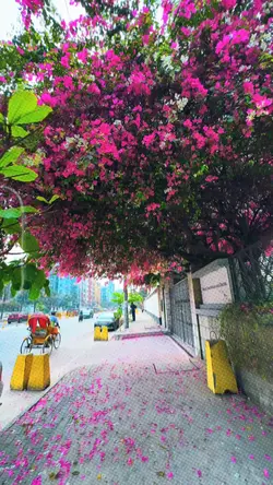 Bangla Romantic song