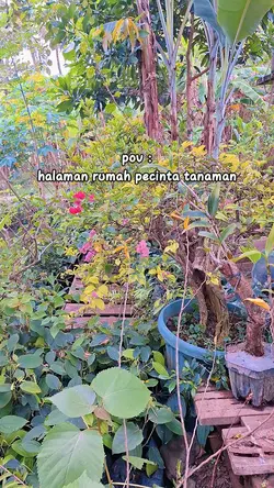 pov pecinta tanaman