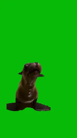 Seal Making Noise 
