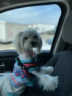 Dog AI 