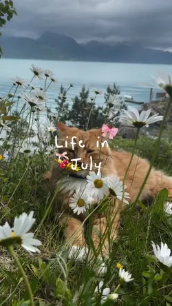 life in july 